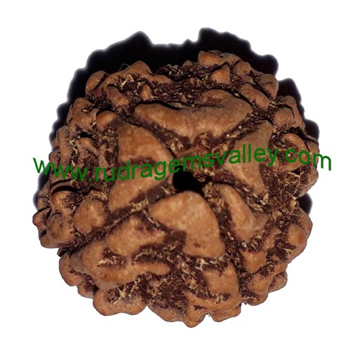 Rudraksha 4 mukhi (four face) approx 15mm beads, Nepali pure original rudraksha, available in natural color as well as dyed color with or without knots, pack of 1 pcs. beads.