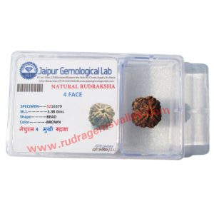 Rudraksha certified 4 mukhi (four face) approx 15mm beads, Nepali pure original rudraksha, available in natural color as well as dyed color with or without knots, pack of 1 pcs. beads.