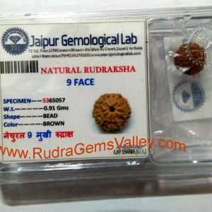 Rudraksha certified 9 mukhi (nine face) approx 12mm-15mm beads, Indonesia pure original rudraksha beads.