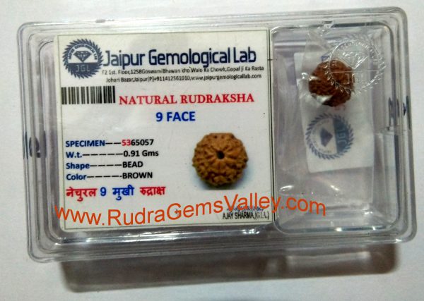 Rudraksha certified 9 mukhi (nine face) approx 12mm-15mm beads, Indonesia pure original rudraksha beads.