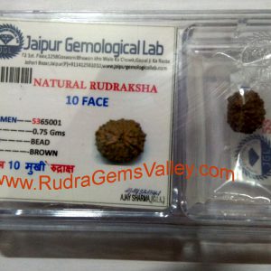 Rudraksha certified 10 mukhi (ten face) approx 12mm-15mm beads, Indonesia pure original rudraksha beads.