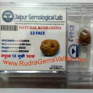 Rudraksha certified 13 mukhi (thirteen face) approx 12mm-15mm beads, Indonesia pure original rudraksha beads.