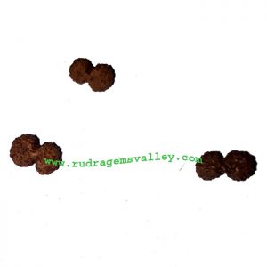 Rudraksha gauri shankar beads approx 10mm to 15mm beads, Indonesia pure original rudraksha beads.