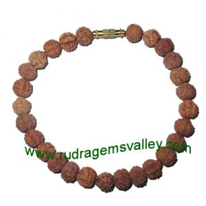 Rudraksha six face (6 mukhi) 8mm 27 beads bracelets with screw hook. The 6 mukhi rudraksha beads are useful for increasing emotional characters like love, kindness, attraction; it cures sexual diseases, mouth disease, urinary, neck, dropsy, Cancer, organ