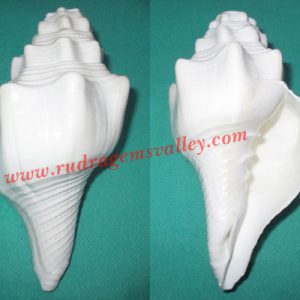 Conch shell blowing shankh, prayer accessories, size 5-6 inch, weight approx 300 grams, pack of 1 pcs.