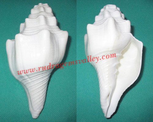 Conch shell blowing shankh, prayer accessories, size 5-6 inch, weight approx 300 grams, pack of 1 pcs.