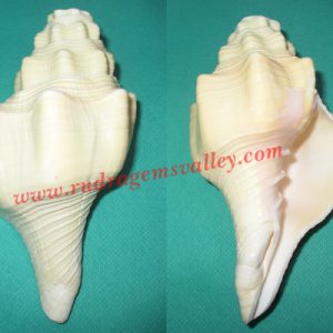 Conch shell blowing shankh, prayer accessories, size 5-6 inch, weight approx 221 grams, pack of 1 pcs.