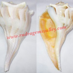 Conch shell blowing shankh, prayer accessories, size 9 inch, weight approx 713 grams, pack of 1 pcs.