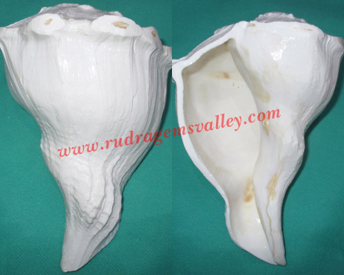 Conch shell blowing shankh, prayer accessories, size 8 inch, weight approx 643 grams, pack of 1 pcs.