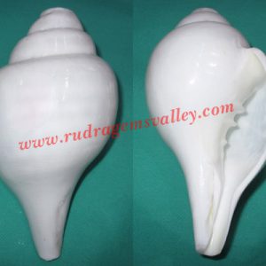 Conch shell blowing shankh, prayer accessories, size 7.5 x 4.5 inch, weight approx 1300 grams, pack of 1 pcs.