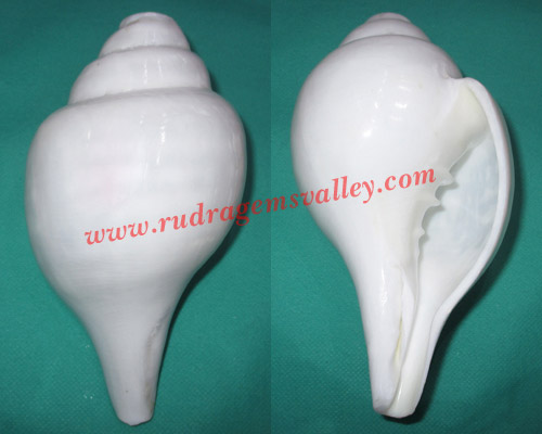 Conch shell blowing shankh, prayer accessories, size 7.5 x 4.5 inch, weight approx 1300 grams, pack of 1 pcs.