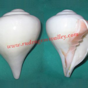Conch shell blowing shankh, prayer accessories, size 7.5 x 5.5 inch, weight approx 804 grams, pack of 1 pcs.