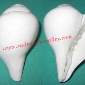 Conch shell blowing shankh, prayer accessories, size 4.5 inch, weight approx 194 grams, pack of 1 pcs.