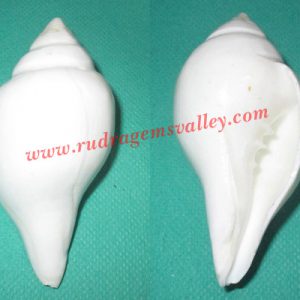 Conch shell non-blowing shankh, prayer accessories, size 3.5 inch, weight approx 100 grams, pack of 1 pcs.