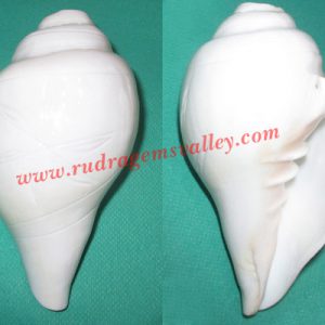 Conch shell blowing shankh, prayer accessories, size 5 inch, weight approx 285 grams, pack of 1 pcs.