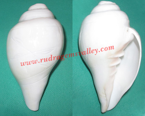 Conch shell blowing shankh, prayer accessories, size 5 inch, weight approx 285 grams, pack of 1 pcs.