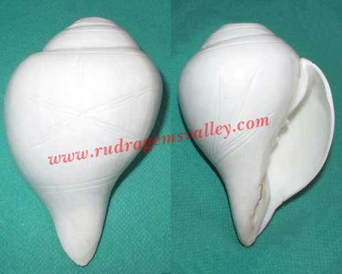 Conch shell blowing shankh, prayer accessories, size 4.5 inch, weight approx 270 grams, pack of 1 pcs.