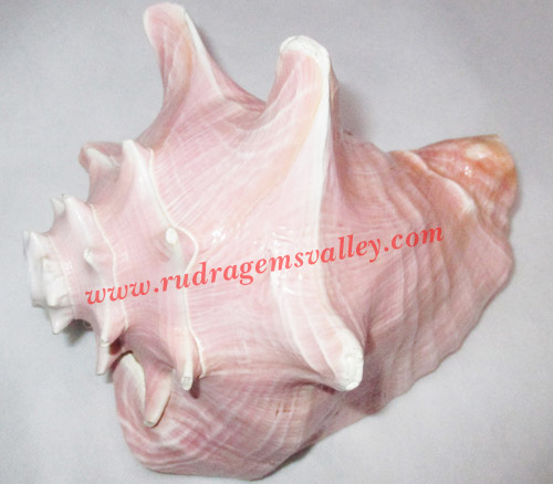 Conch shell blowing shankh, prayer accessories, size 7 x 6.5 inch, weight approx 600 grams, pack of 1 pcs.