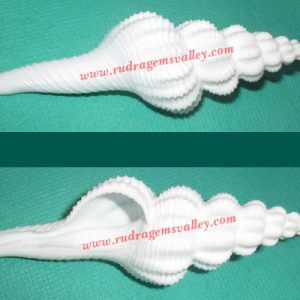 Conch shell non-blowing narayan shankh, prayer accessories, size 5 inch, weight approx 30 grams, pack of 1 pcs.