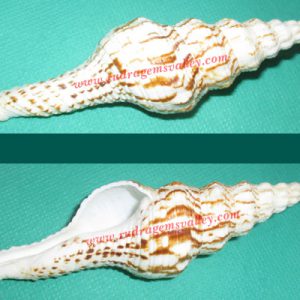 Conch shell non-blowing narayan shankh, prayer accessories, size 5 inch, weight approx 30 grams, pack of 1 pcs.