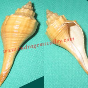Conch shell non-blowing narayan shankh, prayer accessories, size 3 inch, weight approx 20 grams, pack of 1 pcs.