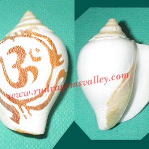 Conch shell non-blowing Aum shankh, prayer accessories, size 2.5 inch, weight approx 20 grams, pack of 1 pcs.