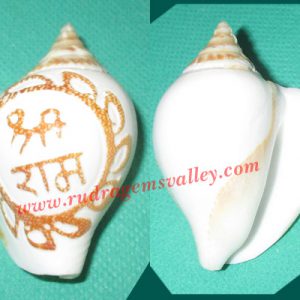 Conch shell non-blowing Sri Ram shankh, prayer accessories, size 2.5 inch, weight approx 20 grams, pack of 1 pcs.