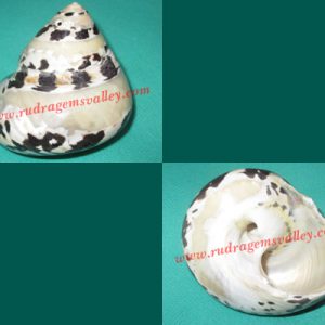 Conch shell non-blowing moti shankh, prayer accessories, size 3 inch, weight approx 80 grams, pack of 1 pcs.