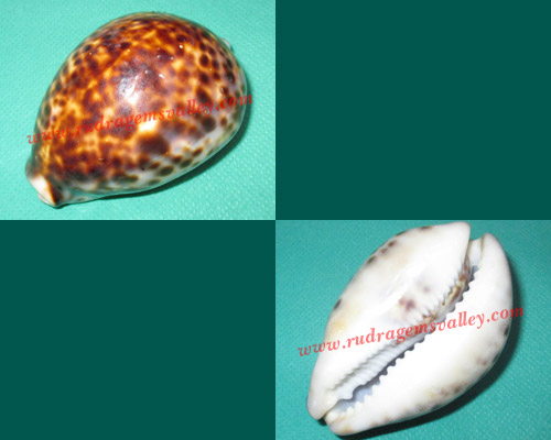 Kauri shell or kaudi shell, prayer accessories, size 80x50mm, weight approx 73 grams, pack of 1 pcs.