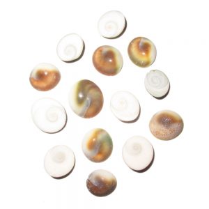 Shiva eye or gomti chakra or gomati shell from Gomti river, prayer accessories, small size 10-15mm, pack of 500 grams, 400-450 pcs.