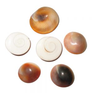 Shiva eye or gomti chakra or gomati shell from Gomti river, prayer accessories, big size 15-20mm, pack of 500 grams, 95-100 pcs.