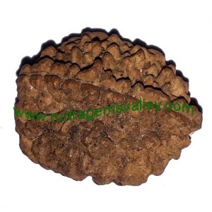 Rudraksha 2 mukhi (two face) beads, Indian pure original rudraksha beads